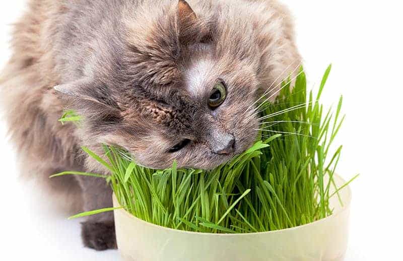 Wymioty u kota po zjedzeniu trawy