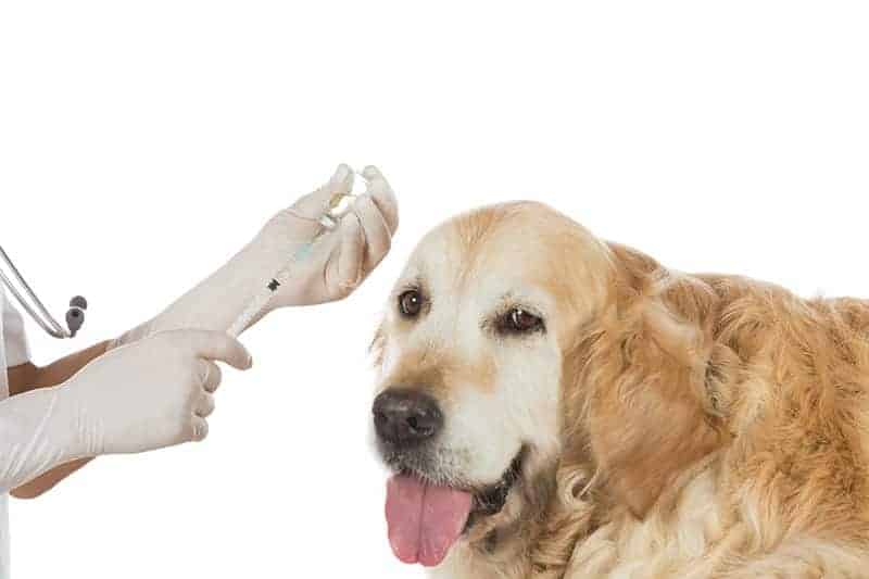 Odma płucna u psa leczenie