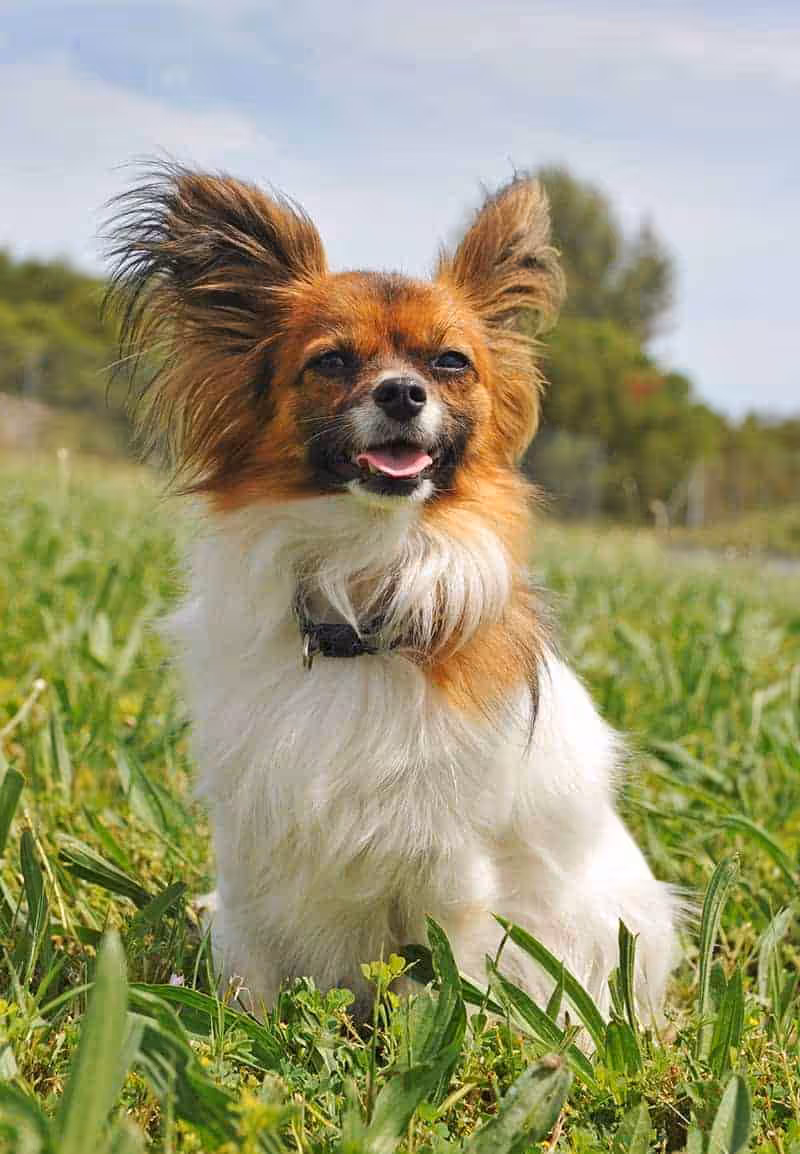 Papillon charakter Papillon charakter