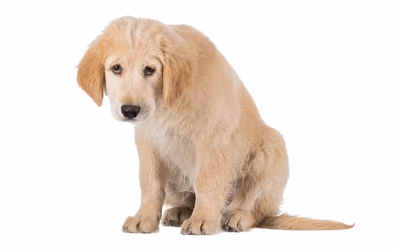 Guilty look - poczucie winy