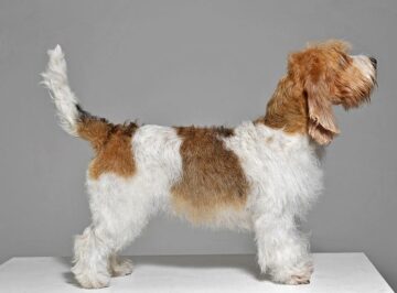 Petit basset griffon vendéen