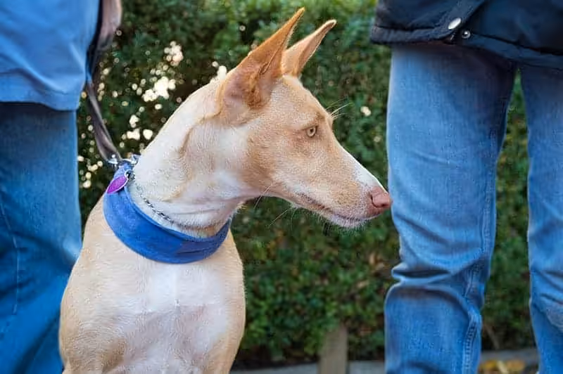 Podenco z Ibizy charakter