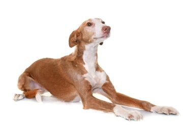 Podenco z Ibizy