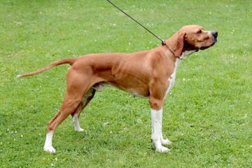 Pointer