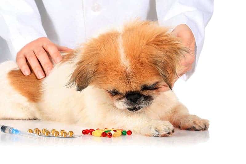 Leki uspokajające dla psa