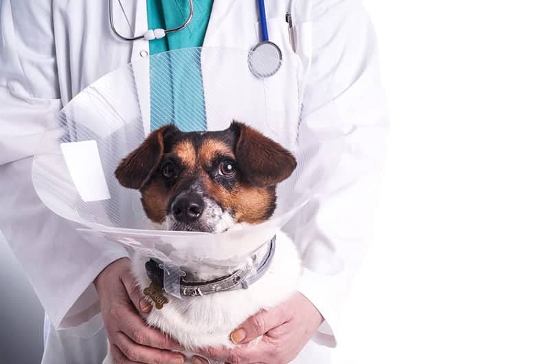 Jak leczyć nietrzymanie kału u psa?