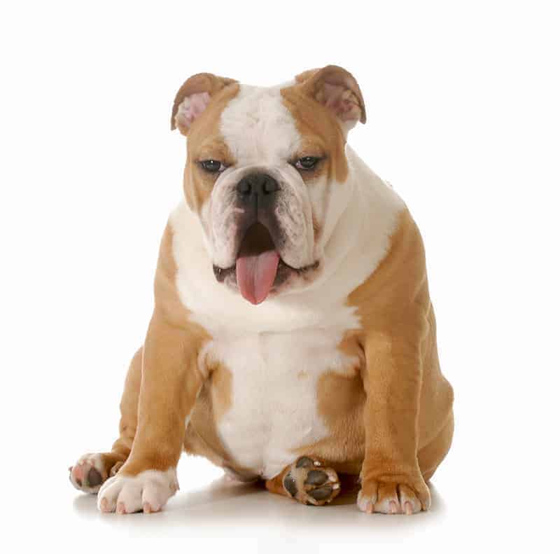 Refluks u psa: objawy i leczenie [zalecenia weterynarza] ⋆ co w sierści piszczy