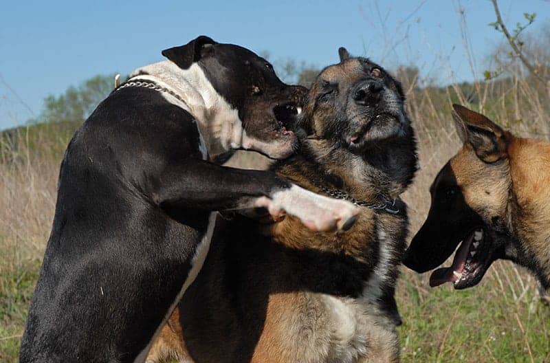 Pies jest agresywny wobec innych psów