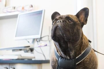 EEG u psa