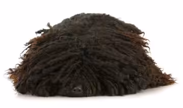Puli