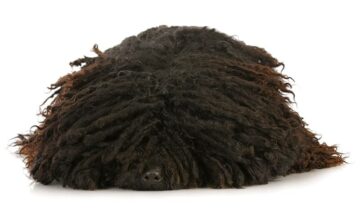 Puli