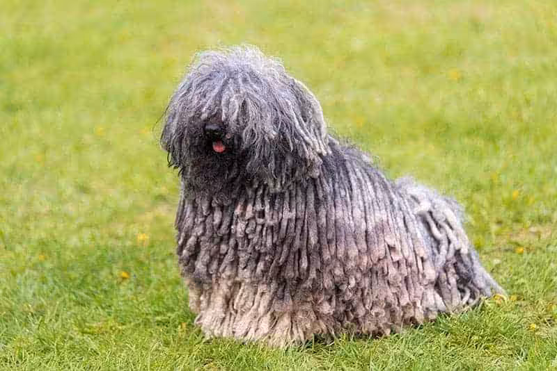 Puli charakter