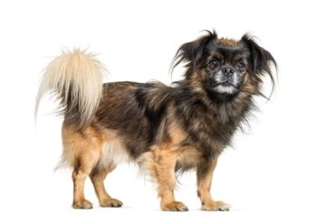 Spaniel tybetański