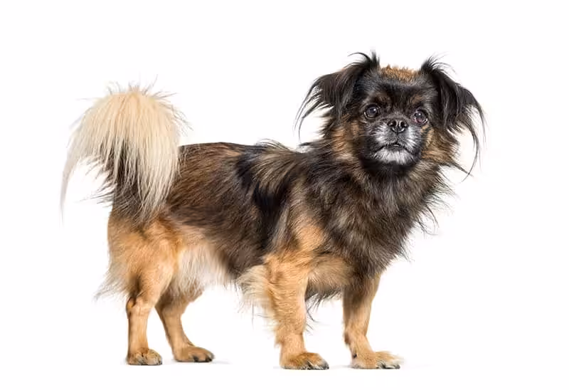Spaniel tybetański