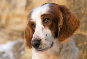 Springer spaniel walijski