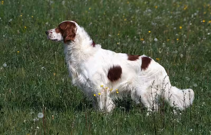 Springer spaniel walijski: opis, charakter i choroby [zalecenia weterynarza] - Co w Sierści Piszczy