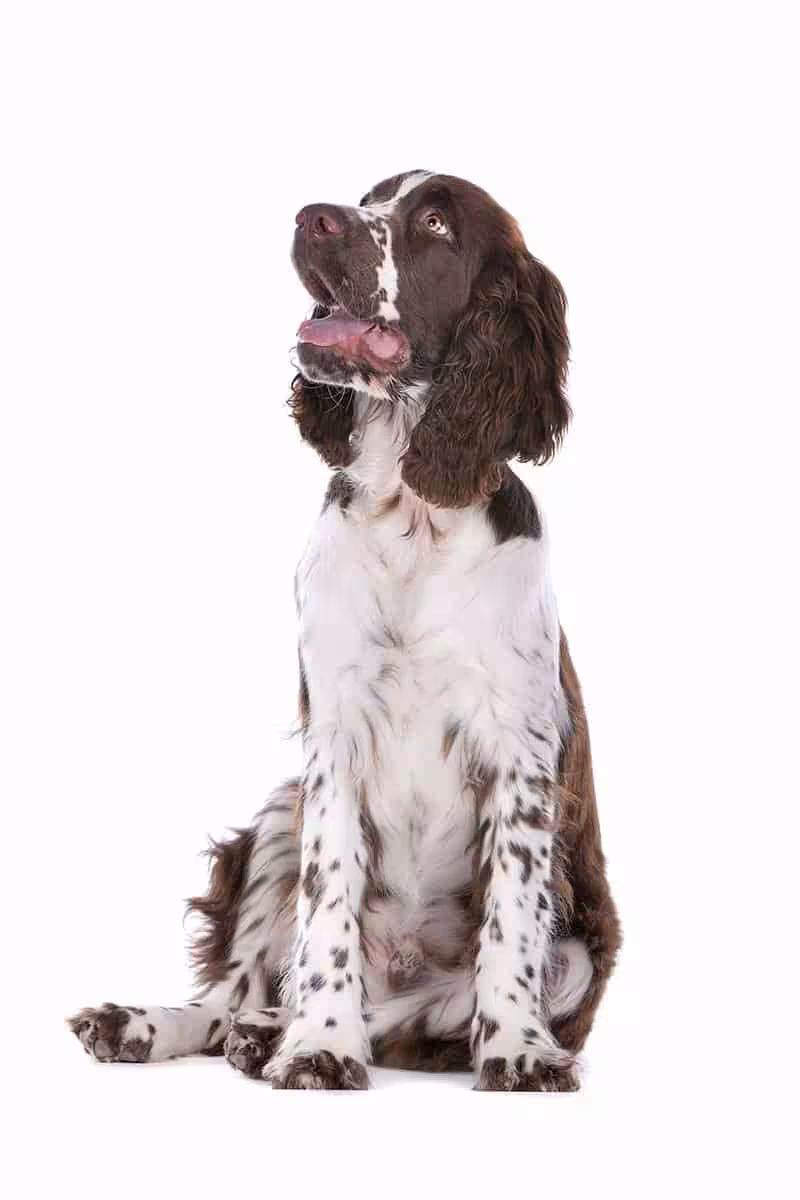 Springer spaniel pielęgnacja