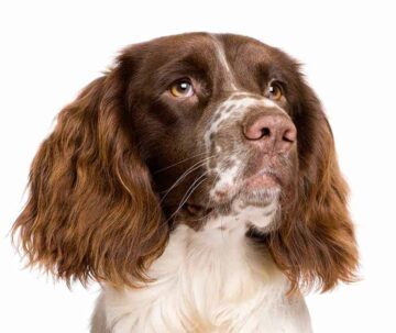 Angielski springer spaniel