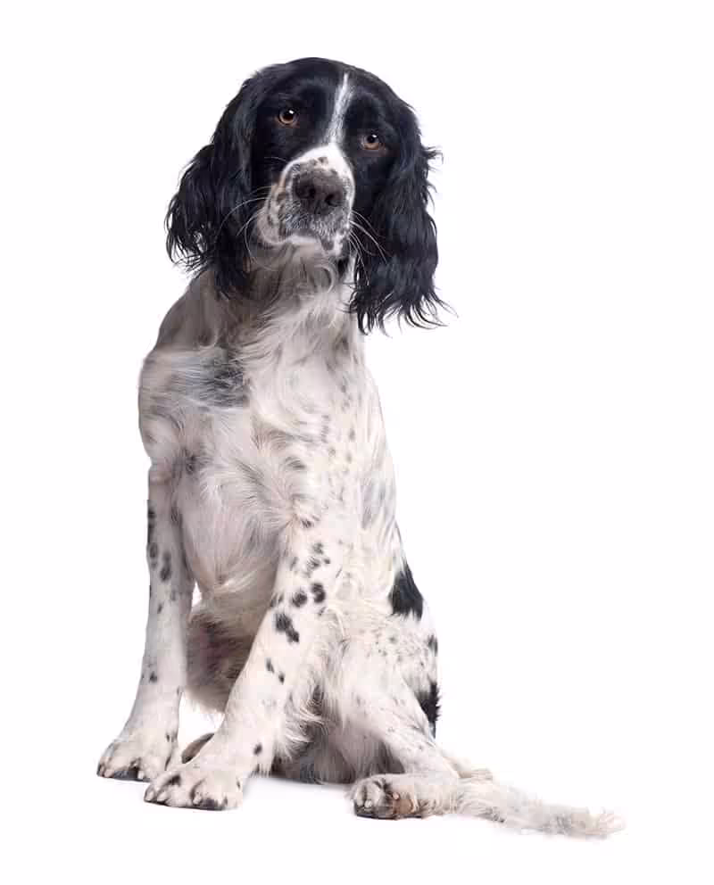 Springer spaniel choroby