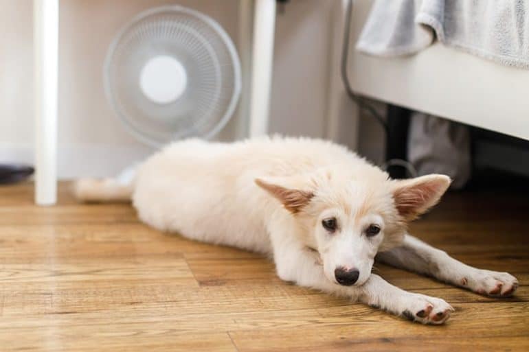 Jak obniżyć temperaturę ciała psa?