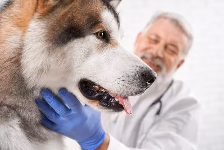 Porażenie krtani u psa Alaskan malamute