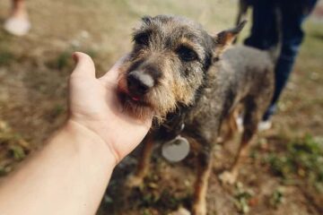 Dlaczego boimy się adopcji psa ze schroniska?