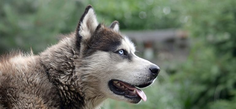 Jak pielęgnować psa rasy alaskan malamute?