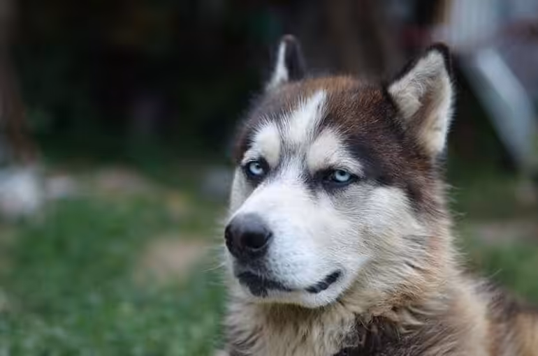 Profilaktyka u psa rasy Alaskan malamute