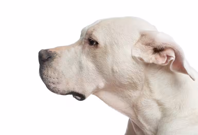 Wygląd Dogo Argentino