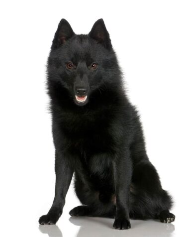 Schipperke opis rasy