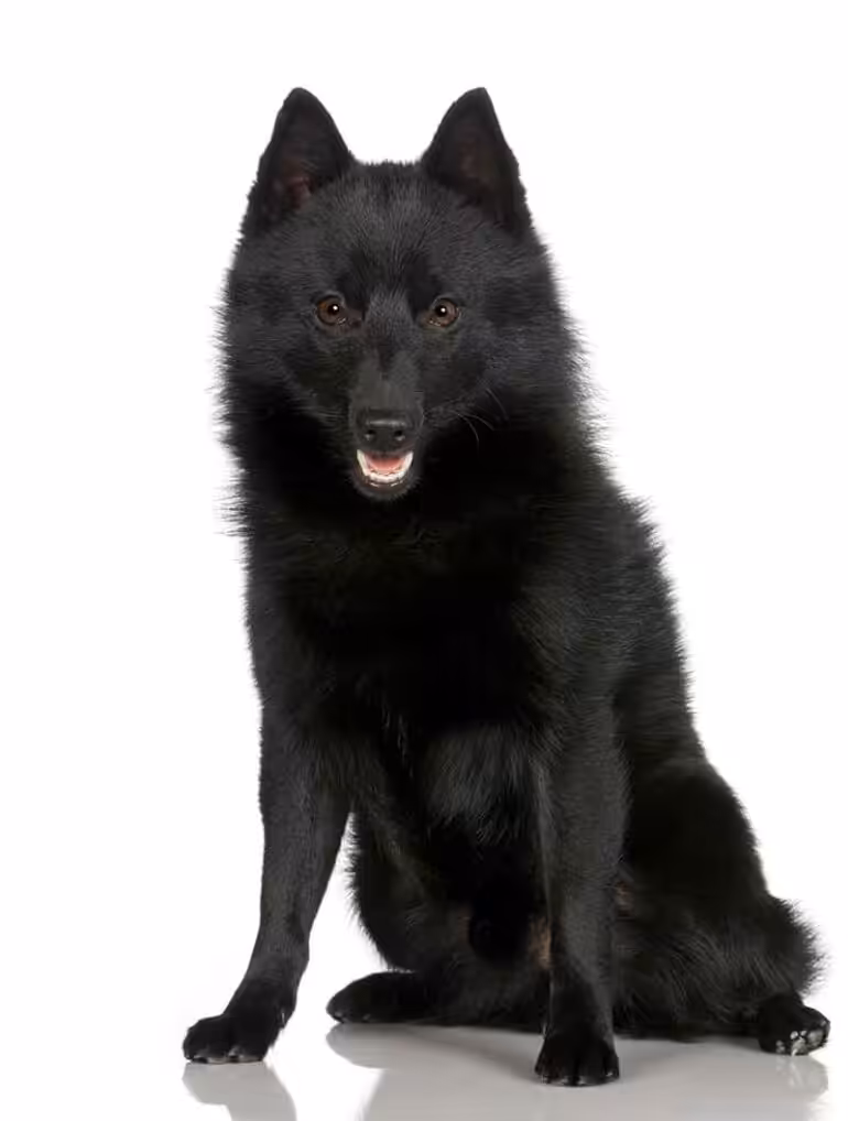 Schipperke opis rasy