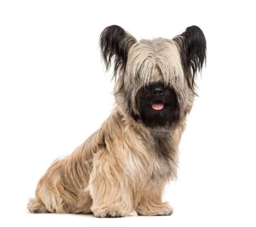 Skye terrier