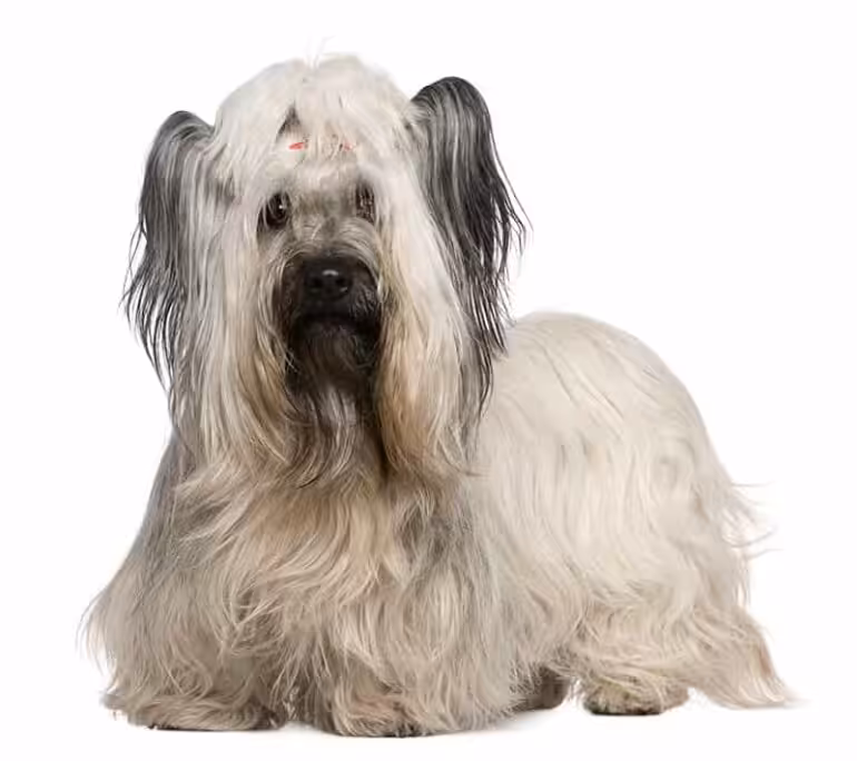 Skye terrier charakter