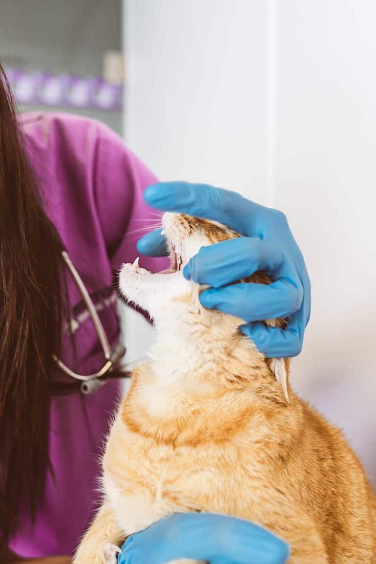 Konsekwencje nieleczonych chorób przyzębia u kotów