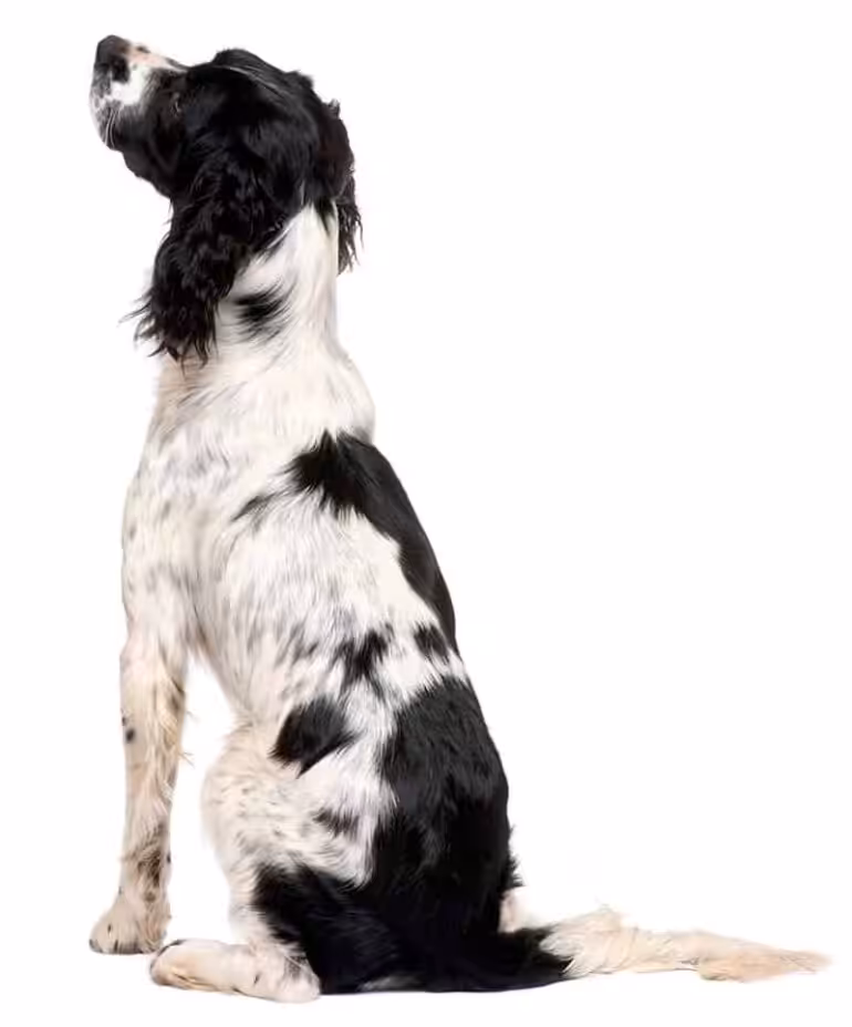 Ile kosztuje szczeniak Spaniel angielski springer?