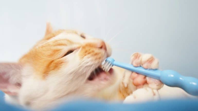 Profilaktyka jamy ustnej kota