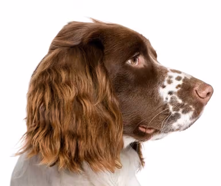 Springer spaniel angielski: charakter, pielęgnacja i najczęstsze choroby - Co w Sierści Piszczy