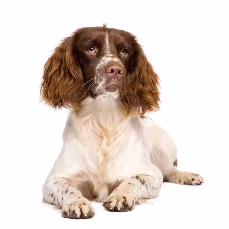 Wygląd psa rasy springer spaniel angielski