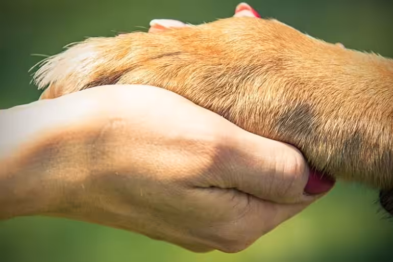 Jak psy pomagają ludziom? - Co w Sierści Piszczy Jak psy pomagają ludziom?