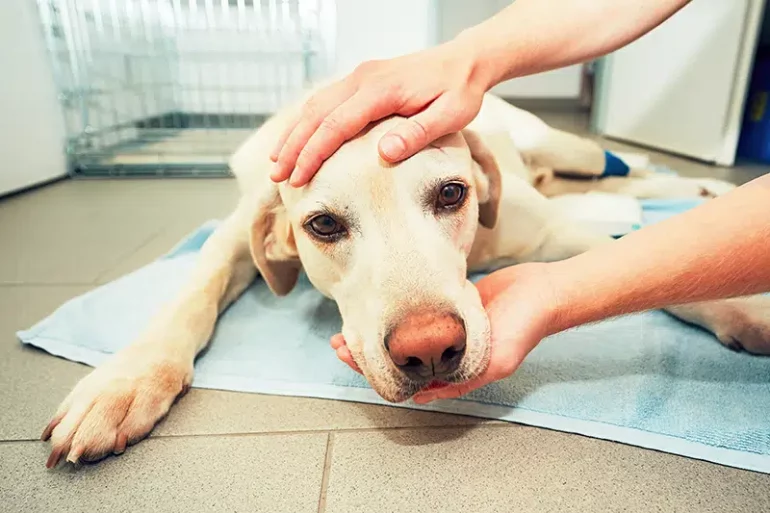Radioterapia u psa i kota