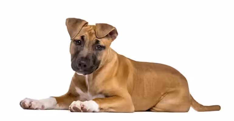 Amstaff historia rasy