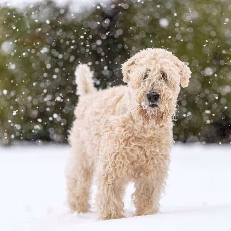 Irish soft coated wheaten terrier pielęgnacja i żywienie
