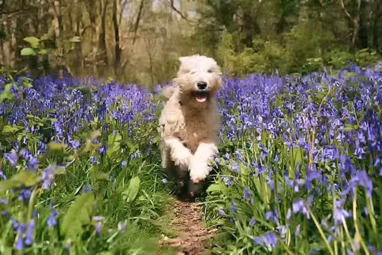Soft coated wheaten terrier choroby