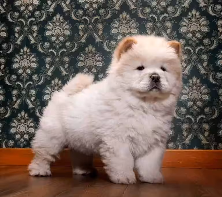 Wielkość i waga psa chow chow