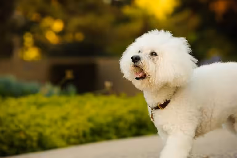 Bichon frise karmienie