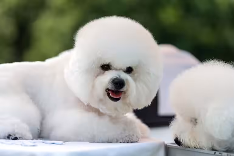 Szata Bichon frise