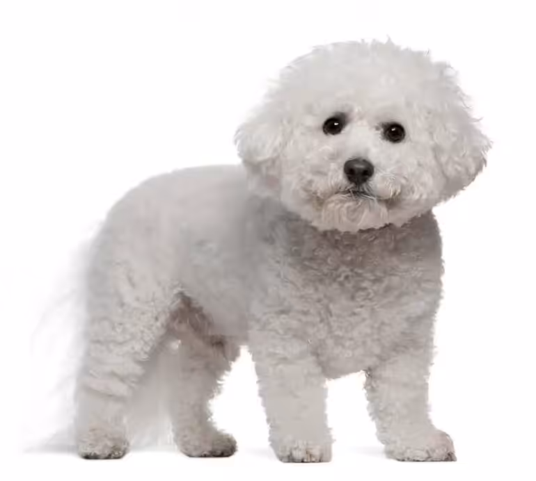 Wzorzec rasy Bichon frise 