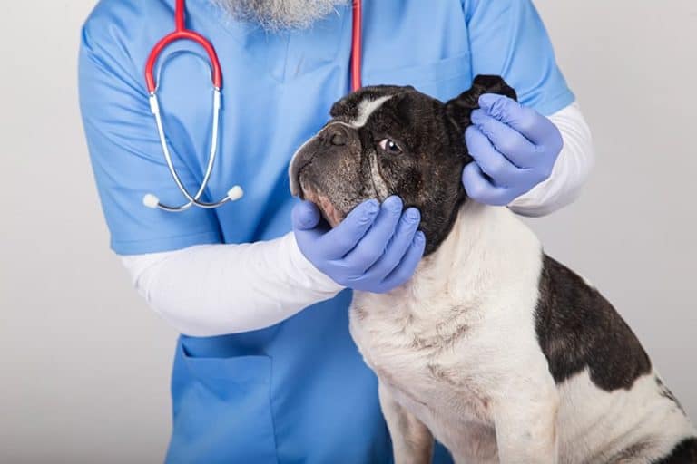 Drożdżaki U Psa Objawy Leczenie Zalecenia Weterynarza 4935
