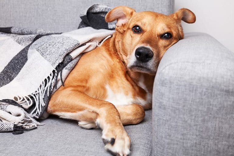 Nadpobudliwy pies: jak go uspokoić i czym zająć psa? ⋆ Co w Sierści Piszczy