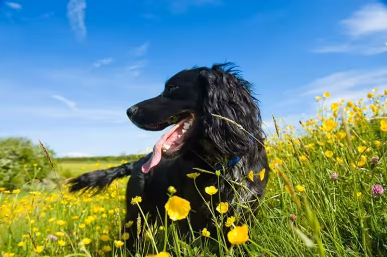 Opis rasy flat coated retriever
